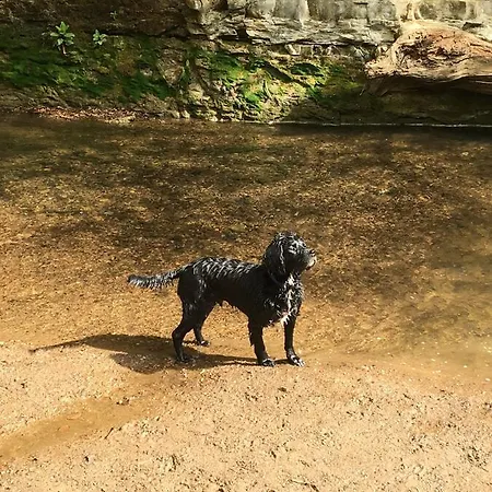 Driftwood *